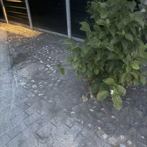 Detalje af brolægning omkring plantebed og hegn udført af brolægger i Bramming.