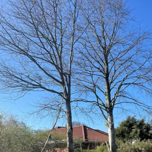Træfælling