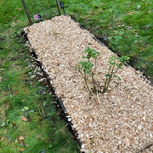Haveanlæg med flis omkring roser – nyetableret bed med træflis og espalier.