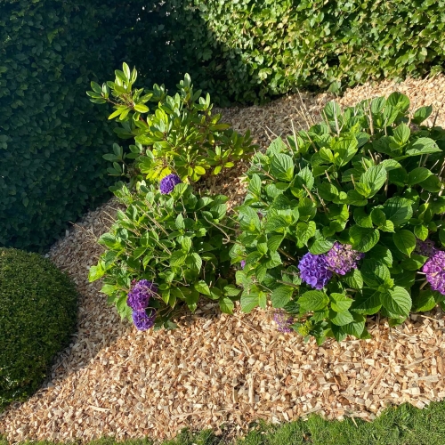 Haveanlæg med træflis og blomstrende hortensia – flot og vedligeholdelsesvenligt bed.