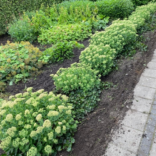 Haveanlæg med tæt beplantning – stauder i jordbed langs hæk