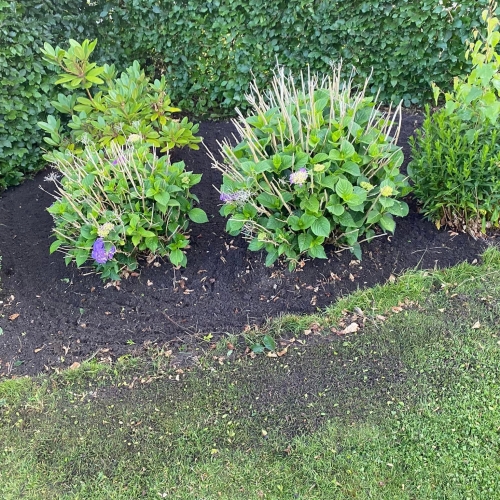Farverige blomster og frodige blade – haveanlæg med blomstrende buske.