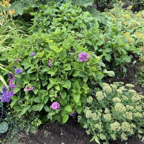Haveanlæg med tætte hortensia og stauder – velplejet blomsterbed.