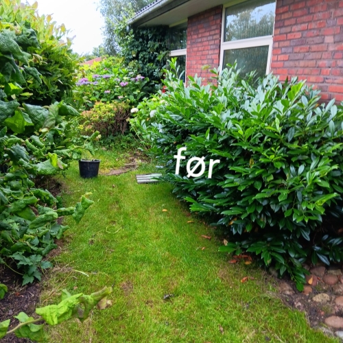 Haveservice i Grimstrup med tæt beplantning før beskæring.