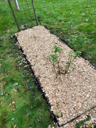 Haveanlæg med flis omkring roser – nyetableret bed med træflis og espalier.