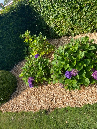 Haveanlæg med træflis og blomstrende hortensia – flot og vedligeholdelsesvenligt bed.