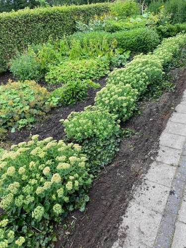 Haveanlæg med tæt beplantning – stauder i jordbed langs hæk
