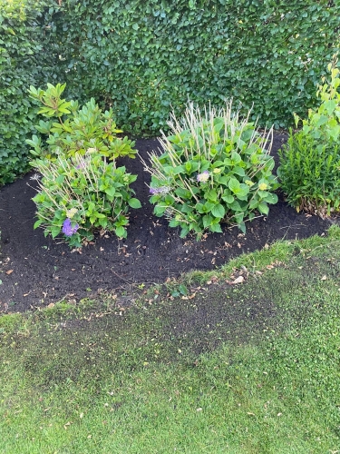 Farverige blomster og frodige blade – haveanlæg med blomstrende buske.