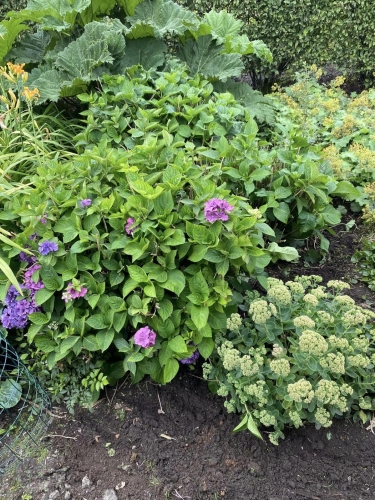 Haveanlæg med tætte hortensia og stauder – velplejet blomsterbed.