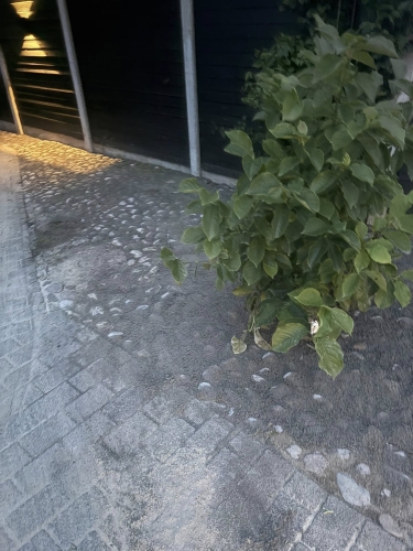 Detalje af brolægning omkring plantebed og hegn udført af brolægger i Bramming.