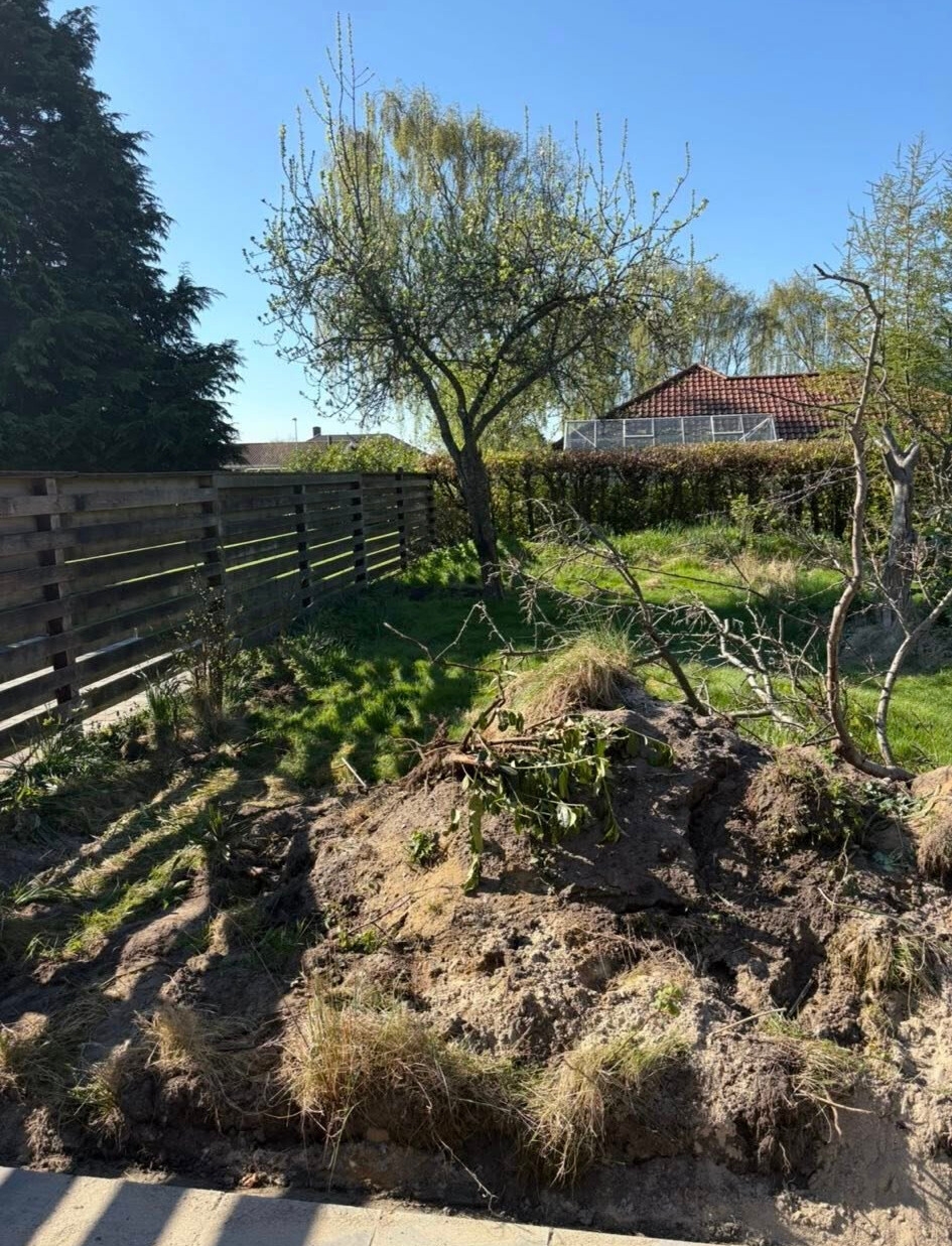 Haveanlæg i Ribe med fjernelse af gamle planter og klargøring til ny græsplæne.